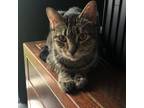Adopt Lucy a Brown Tabby Domestic Shorthair (short coat) cat in Houston