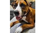 Adopt George a Tan/Yellow/Fawn - with White Boxer dog in Tampa, FL (37175394)
