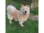 Adopt Sampson a White Chow Chow / Collie / Mixed dog in Houston, TX (36314849)