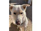 Adopt Kingston a German Shepherd Dog / Siberian Husky / Mixed dog in PAHRUMP