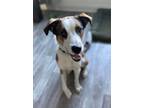 Adopt Solo a Tricolor (Tan/Brown & Black & White) Australian Shepherd / Husky /