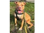 Adopt Lucky a American Staffordshire Terrier / Mixed dog in Ft.