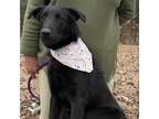 Adopt Patsy - Country Gal a Black Labrador Retriever dog in Norristown