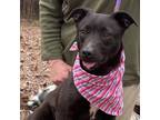 Adopt Loretta - Country Gal a Black Labrador Retriever dog in Norristown