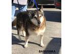 Adopt Babushka a Tricolor (Tan/Brown & Black & White) Husky / Mixed dog in
