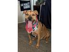 Adopt LEON-LEO a Tan/Yellow/Fawn - with Black American Staffordshire Terrier /