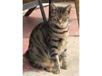 Adopt Gypsy (SZ) a Brown Tabby Tabby (short coat) cat in Santa Ana