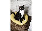 Adopt Eliza a Black & White or Tuxedo Domestic Shorthair (short coat) cat in