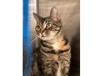 Adopt Catti LaBelle a Domestic Shorthair / Mixed (short coat) cat in Hartford