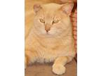 Adopt Maury a Orange or Red Tabby Domestic Mediumhair (medium coat) cat in