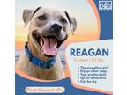Adopt Reagan a Brindle Labrador Retriever / Plott Hound / Mixed dog in