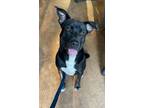 Adopt Peter a Black - with White Labrador Retriever / American Staffordshire