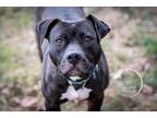 Adopt Midnight a Black - with White Pit Bull Terrier dog in Brewster