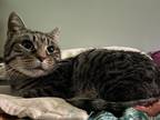 Adopt Penelope a Brown or Chocolate (Mostly) Domestic Shorthair (short coat) cat