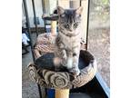 Adopt Miley a Gray, Blue or Silver Tabby Domestic Shorthair (short coat) cat in