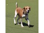 Adopt Sinatra a Tan/Yellow/Fawn - with White Mixed Breed (Medium) dog in Port