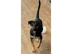 Adopt Letty a Black - with Brown, Red, Golden, Orange or Chestnut Shepherd