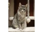 Adopt Shimmer a Spotted Tabby/Leopard Spotted Domestic Shorthair / Mixed (short