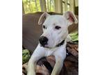 Adopt Snow aka Snowy a White Pit Bull Terrier dog in Brewster, NY (37041643)
