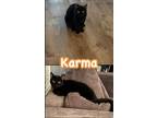 Adopt Karma a All Black Domestic Shorthair / Mixed (short coat) cat in