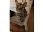 Adopt Teiglach a Domestic Shorthair cat in Wake Forest, NC (36936396)