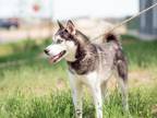 Adopt Blu a Gray/Blue/Silver/Salt & Pepper Husky / Mixed dog in Wantagh