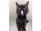 Adopt Misty a Black (Mostly) Domestic Mediumhair cat in Wake Forest