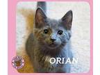 Orian Domestic Shorthair Kitten Female
