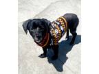 Adopt Abraham a Black Terrier (Unknown Type, Small) / Mixed dog in Newport
