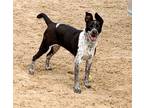 Adopt TILLIE a Gray/Silver/Salt & Pepper - with Black Australian Cattle Dog /