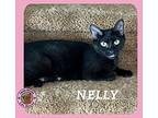 Nelly Domestic Shorthair Adult Female