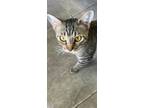 Adopt Miss Glitter Sparkle a Brown or Chocolate Domestic Shorthair (short coat)