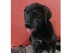 Tumbleweed Labrador Retriever Puppy Female