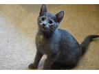 Nelson Domestic Shorthair Kitten Male