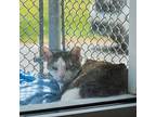 King Domestic Shorthair Senior Male