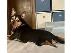 Lou Chihuahua Adult Male