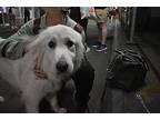Groovy Girls Great Pyrenees Adult Female