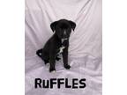 Adopt Ruffles a Black - with White Husky / Mixed Breed (Medium) / Mixed dog in