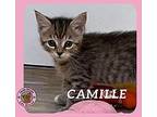 Camille Domestic Shorthair Kitten Female