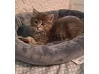 Jar Jar Domestic Shorthair Kitten Male