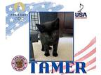 Tamer Domestic Shorthair Kitten Male