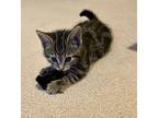 Rizzo Domestic Shorthair Kitten Male