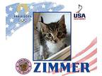 Zimmer Domestic Shorthair Kitten Male
