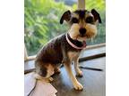 Adele Schnauzer (Miniature) Adult Female