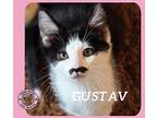 Gustav Domestic Shorthair Kitten Male