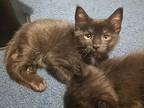 Mulan Domestic Shorthair Kitten Female
