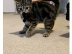 Sessa Domestic Shorthair Kitten Female