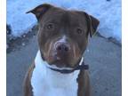 Trouble American Pit Bull Terrier Young Male