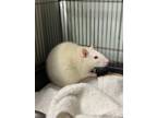 Adopt Lady Tremaine a Rat