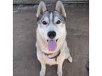 Adopt Bunny a Husky